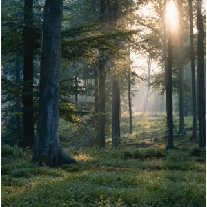 Natur